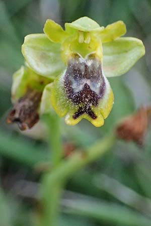 Ophrys sicula \ Kleine Gelbe Ragwurz / Sicilian Bee Orchid, Kefalonia/Cephalonia,  Pastra 23.4.2024 