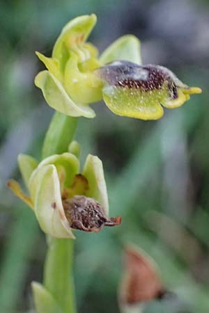 Ophrys sicula \ Kleine Gelbe Ragwurz / Sicilian Bee Orchid, Kefalonia/Cephalonia,  Pastra 23.4.2024 