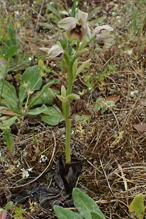 Ophrys ulyssea \ Odysseus-Ragwurz / Ulysses Bee Orchid, Kefalonia/Cephalonia,  Fiskardo 16.4.2024 