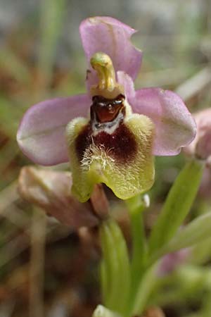 Ophrys ulyssea \ Odysseus-Ragwurz / Ulysses Bee Orchid, Kefalonia/Cephalonia,  Sami 22.4.2024 
