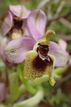 Ophrys ulyssea \ Odysseus-Ragwurz / Ulysses Bee Orchid, Kefalonia/Cephalonia,  Sami 22.4.2024 