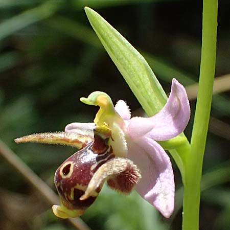 Ophrys stavri \ Stavros-Ragwurz / Stavros' Bee Orchid, Kefalonia/Cephalonia,  Sami 20.4.2024 