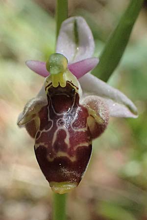 Ophrys stavri \ Stavros-Ragwurz / Stavros' Bee Orchid, Kefalonia/Cephalonia,  Sami 20.4.2024 