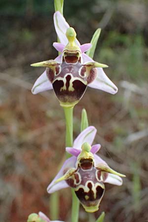 Ophrys stavri \ Stavros-Ragwurz / Stavros' Bee Orchid, Kefalonia/Cephalonia,  Trapezaki 21.4.2024 