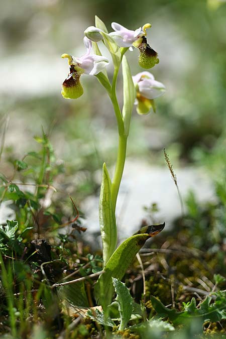 Ophrys ulyssea \ Odysseus-Ragwurz / Ulysses Bee Orchid, Kefalonia/Cephalonia,  Norden/North 16.4.2017 (Photo: Helmut Presser)