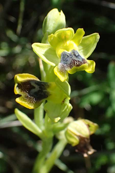 Ophrys sicula / Sicilian Bee Orchid, Kos  Kephalos 8.4.2026 