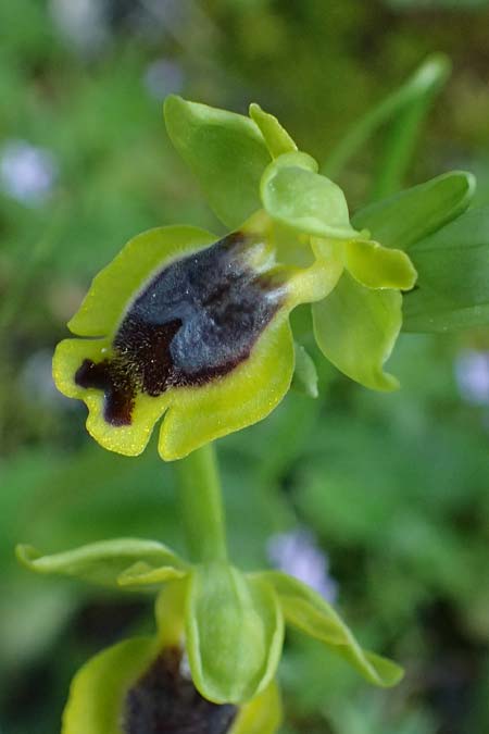 Ophrys sicula / Sicilian Bee Orchid, Kos  Lagoudi 9.4.2026 