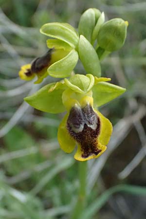 Ophrys sicula / Sicilian Bee Orchid, Kos  Pyli 12.4.2026 