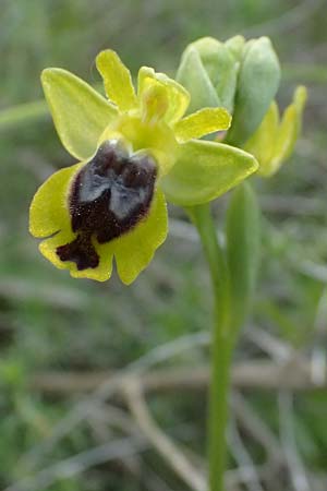Ophrys sicula / Sicilian Bee Orchid, Kos  Pyli 12.4.2026 
