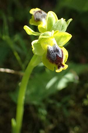 Ophrys sicula / Sicilian Bee Orchid, Kos  Zia 13.4.2026 