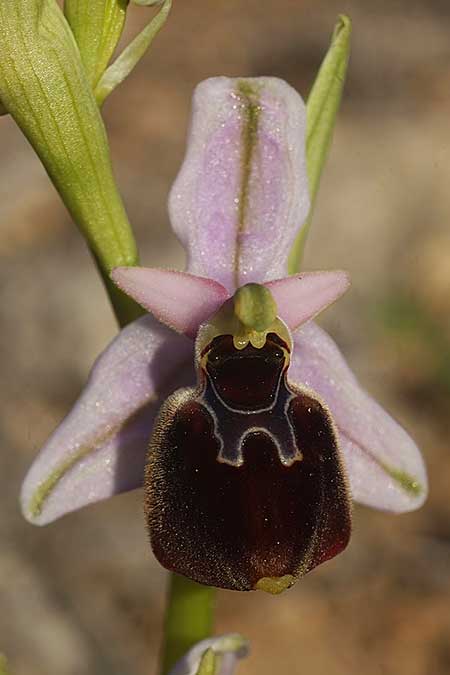 Ophrys icariensis \ Ikaria-Ragwurz / Ikaria Orchid, Kykladen/Cyclades,  Herakleia/Iraklea 25.3.2022 (Photo: Helmut Presser)