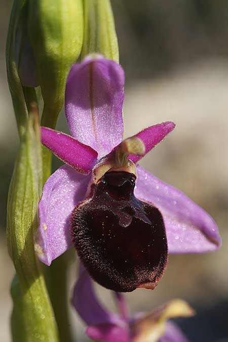 Ophrys icariensis \ Ikaria-Ragwurz / Ikaria Orchid, Kykladen/Cyclades,  Herakleia/Iraklea 25.3.2022 (Photo: Helmut Presser)