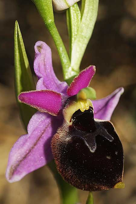 Ophrys icariensis \ Ikaria-Ragwurz / Ikaria Orchid, Kykladen/Cyclades,  Herakleia/Iraklea 25.3.2022 (Photo: Helmut Presser)