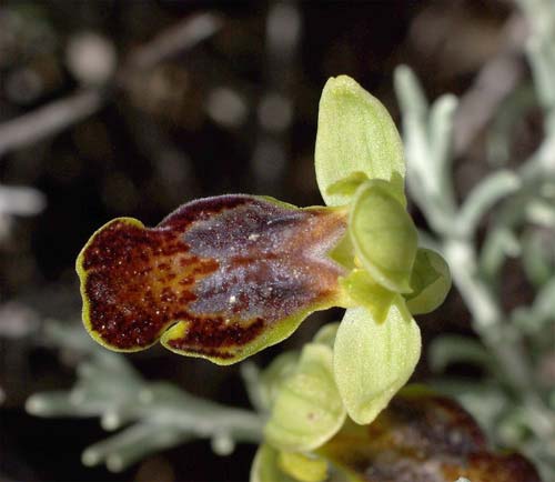 Ophrys parosica \ Paros-Ragwurz, Kykladen,  Paros, Kostos Village 21.4.2008 (Photo: Zissis Antonopoulos)