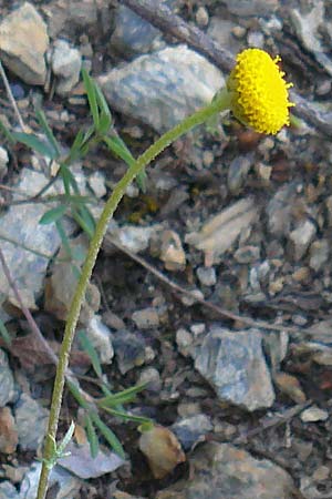 Anthemis aciphylla var. discoidea \ Lesbos-Hundskamille / Lesbos Chamomile, Lesbos Asomatos 24.4.2014