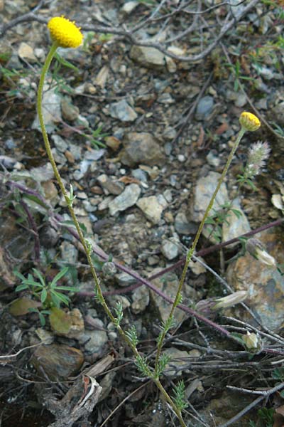 Anthemis aciphylla var. discoidea \ Lesbos-Hundskamille, Lesbos Asomatos 24.4.2014