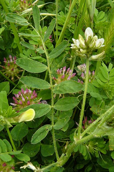 Astragalus hamosus \ Haken-Tragant / Southern Milk-Vetch, Lesbos Mytilini 23.4.2014