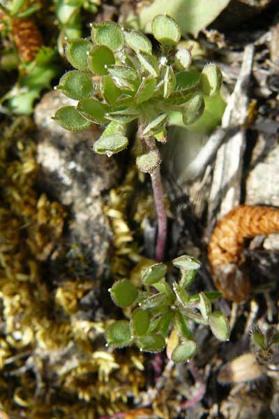 Alyssum umbellatum \ Dolden-Steinkraut, Lesbos Vasilika 21.4.2014