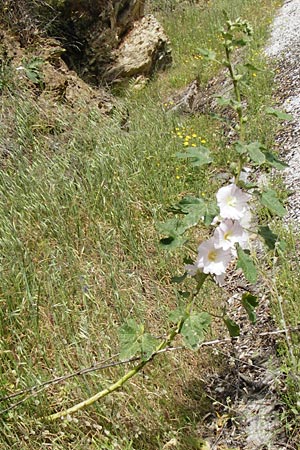 Alcea rosea \ Stockrose, Lesbos Asomatos 24.4.2014