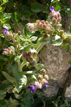 Anchusa officinalis \ Gewhnliche Ochsenzunge, Lesbos Moni Ypsilou 14.4.2014