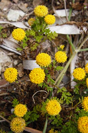 Anthemis rigida / Rayless Chamomile, Lesbos Tarti 23.4.2014