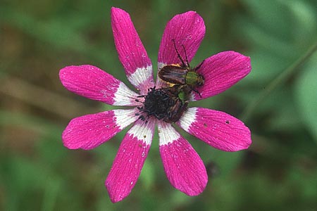 Anemone pavonina \ Pfauen-Anemone, Lesbos Agiasos 12.5.1995