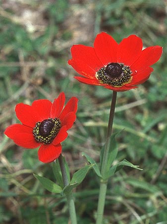 Anemone pavonina \ Pfauen-Anemone, Lesbos Agiasos 12.5.1995