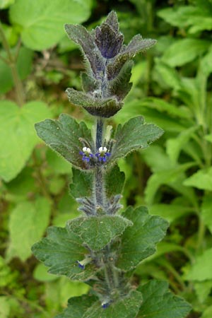 Ajuga orientalis \ stlicher Gnsel, Orientalischer Gnsel / Eastern Bugle, Lesbos Asomatos 17.4.2014