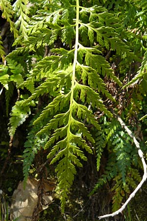 Asplenium onopteris \ Spitzer Streifenfarn / Irish Spleenwort, Lesbos Agiasos 15.4.2014