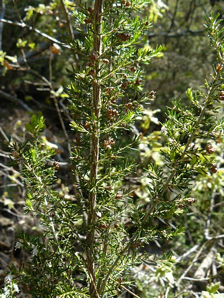 Erica arborea \ Baum-Heide / Tree Heather, Lesbos Agiasos 15.4.2014