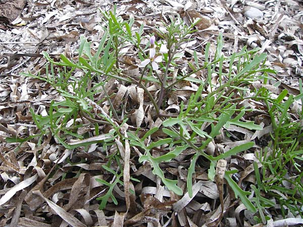 Cakile maritima \ Europischer Meersenf / Sea Rocket, Lesbos Mytilini 13.4.2014