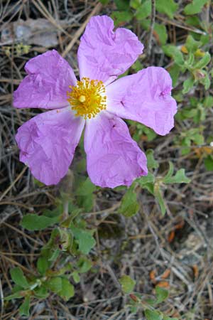 Cistus incanus subsp. creticus \ Kretische Zistrose / Cretan Cistus, Lesbos Vasilika 21.4.2014