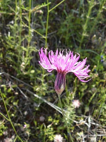 Crupina crupinastrum \ Echter Schlupfsame, Lesbos Sigri 22.4.2014