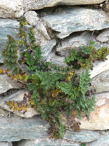 Oeosporangium pteridioides subsp. acrosticum / Lip Fern, Lesbos Plomari 20.4.2014