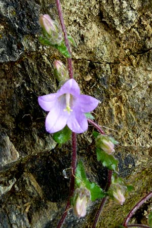 Campanula lyrata \ Leierfrmige Glockenblume / Rock Bellflower, Lesbos Asomatos 17.4.2014