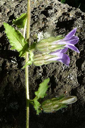 Campanula lyrata \ Leierfrmige Glockenblume, Lesbos Kalloni 18.4.2014