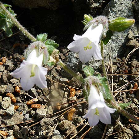 Campanula lyrata \ Leierfrmige Glockenblume / Rock Bellflower, Lesbos Polichnitos 21.4.2014