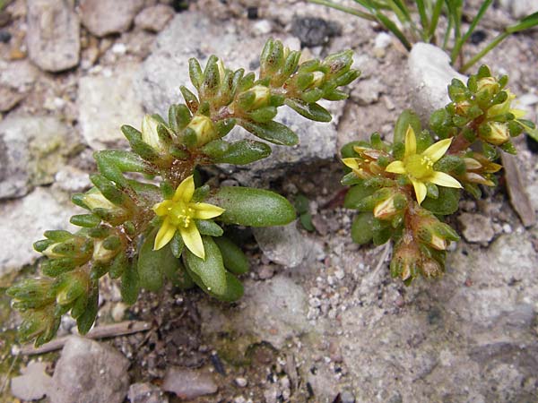 Sedum litoreum \ Strand-Mauerpfeffer / Coastal Stonecrop, Lesbos Mytilini 23.4.2014