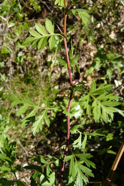 Crataegus orientalis \ Orientalischer Weidorn / Oriental Hawthorn, Lesbos Agiasos 15.4.2014