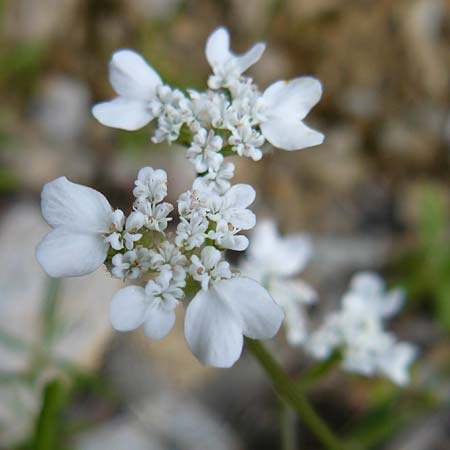 Caucalis platycarpos \ Mhren-Haftdolde / Small Bur Parsley, Lesbos Plomari 20.4.2014