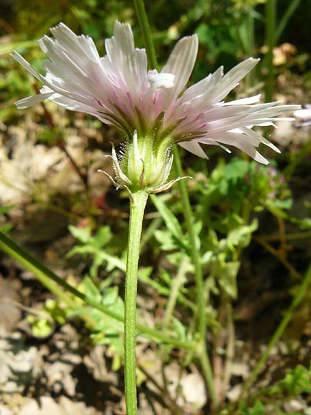 Crepis rubra / Pink Hawk's-Beard, Lesbos Andissa 14.4.2014