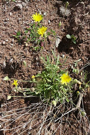 Reichardia picroides \ Bitterkraut-Reichardie, Lesbos Petra 19.4.2014