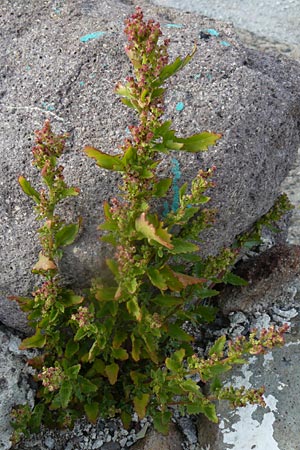 Chenopodium quinoa \ Reismelde, Inka-Reis / Quinoa, Lesbos Molyvos 19.4.2014