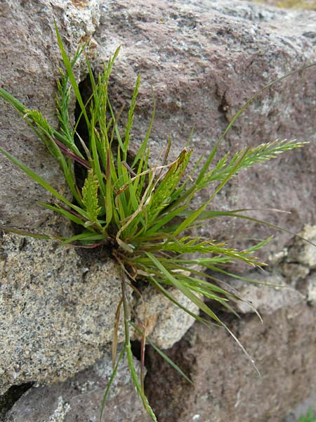 Catapodium rigidum \ Steifgras / Fern Grass, Lesbos Mytilini 23.4.2014