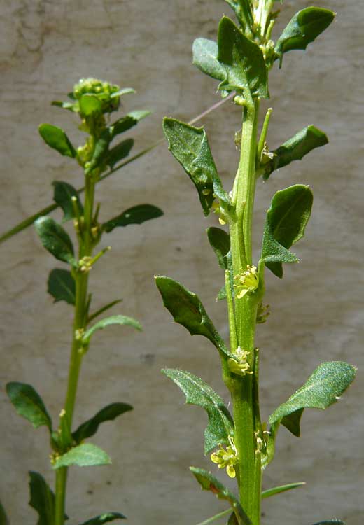 Sisymbrium polyceratium \ Kurzfrchtige Rauke / Short-Fruit Hedge Mustard, Lesbos Asomatos 24.4.2014