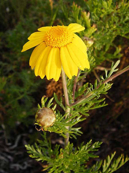 Glebionis segetum \ Saat-Wucherblume, Saat-Goldblume / Corn Marygold, Lesbos Mytilini 13.4.2014