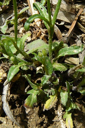 Bunias erucago \ Flgel-Zackenschtchen, Lesbos Asomatos 24.4.2014