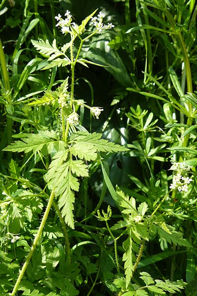 Chaerophyllum nodosum \ Blasenstngel / Knobbed Chervil, Lesbos Agiasos 15.4.2014