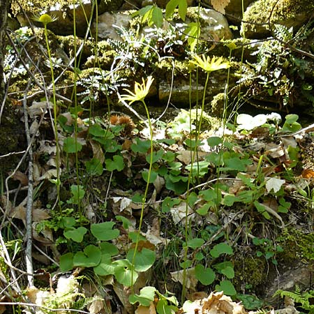 Doronicum orientale \ stliche Gmswurz / Caucasian Leopard's-Bane, Lesbos Agiasos 15.4.2014