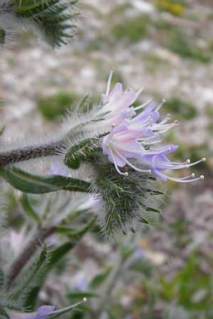 Echium italicum \ Italienischer Natternkopf / Italian Bugloss, Lesbos Mytilini 13.4.2014